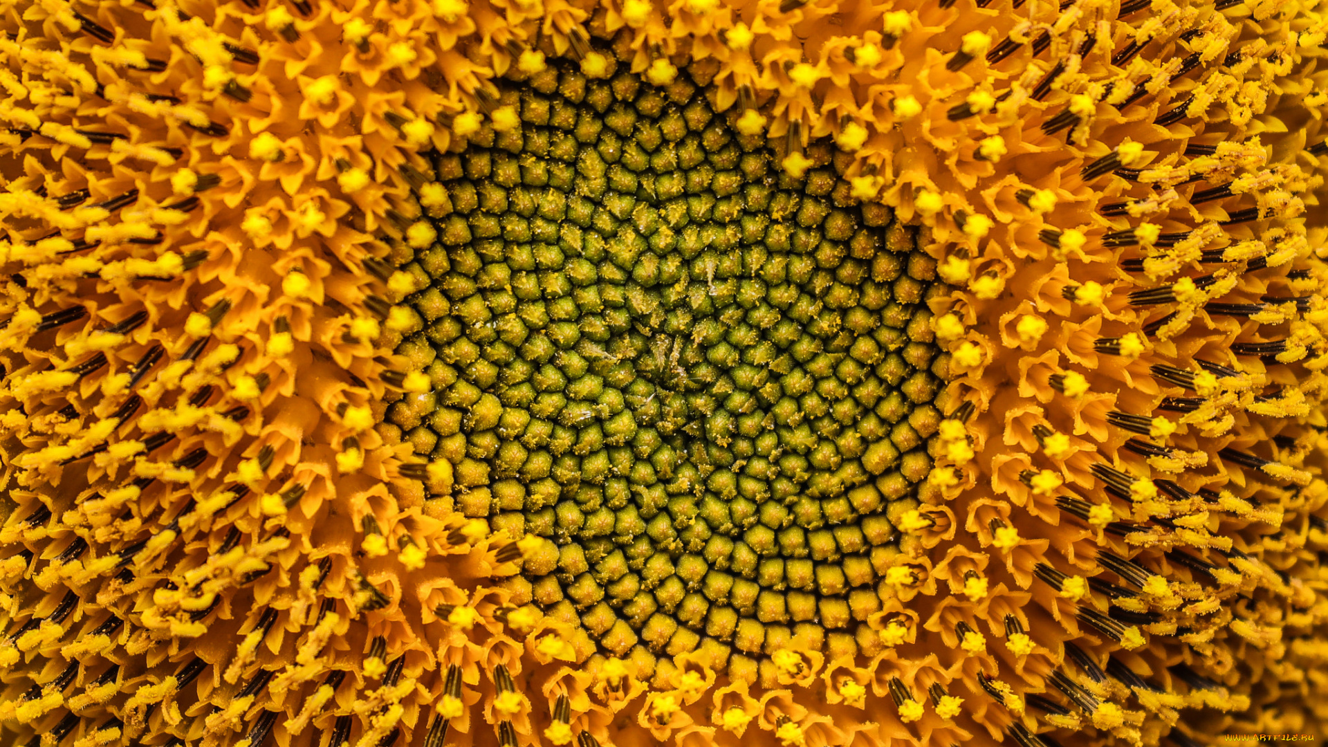 цветы, подсолнухи, подсолнух