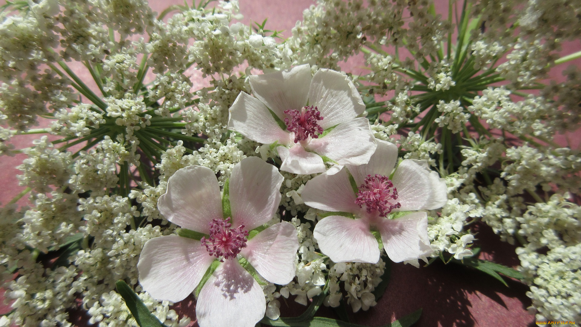 цветы, разные, вместе, полевые