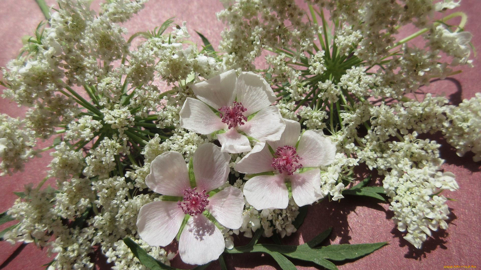 цветы, разные, вместе, полевые, разные