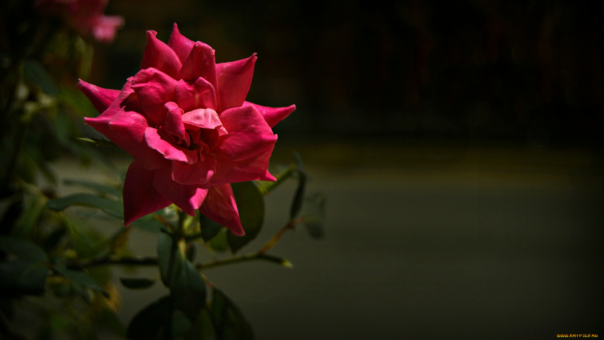 цветы, розы, роза