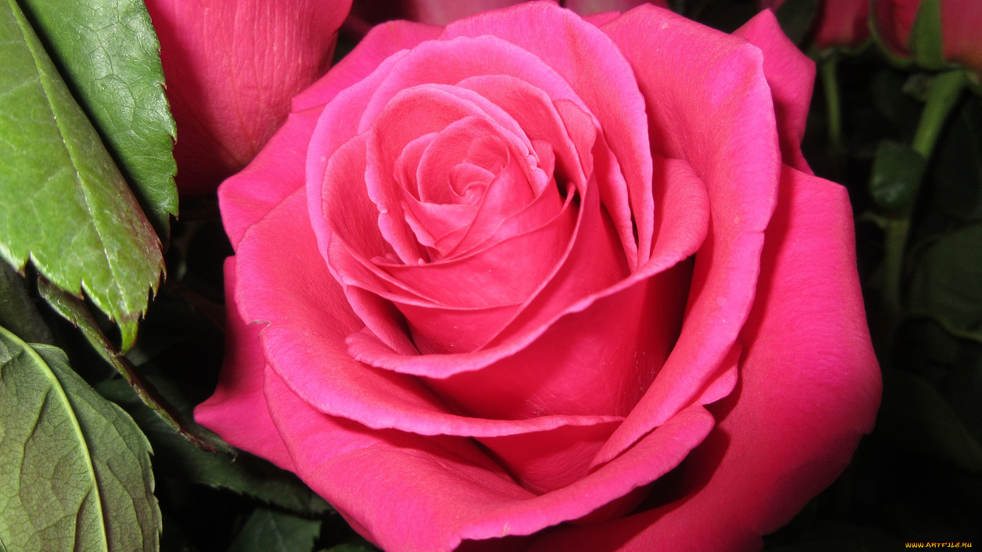 цветы, розы, роза