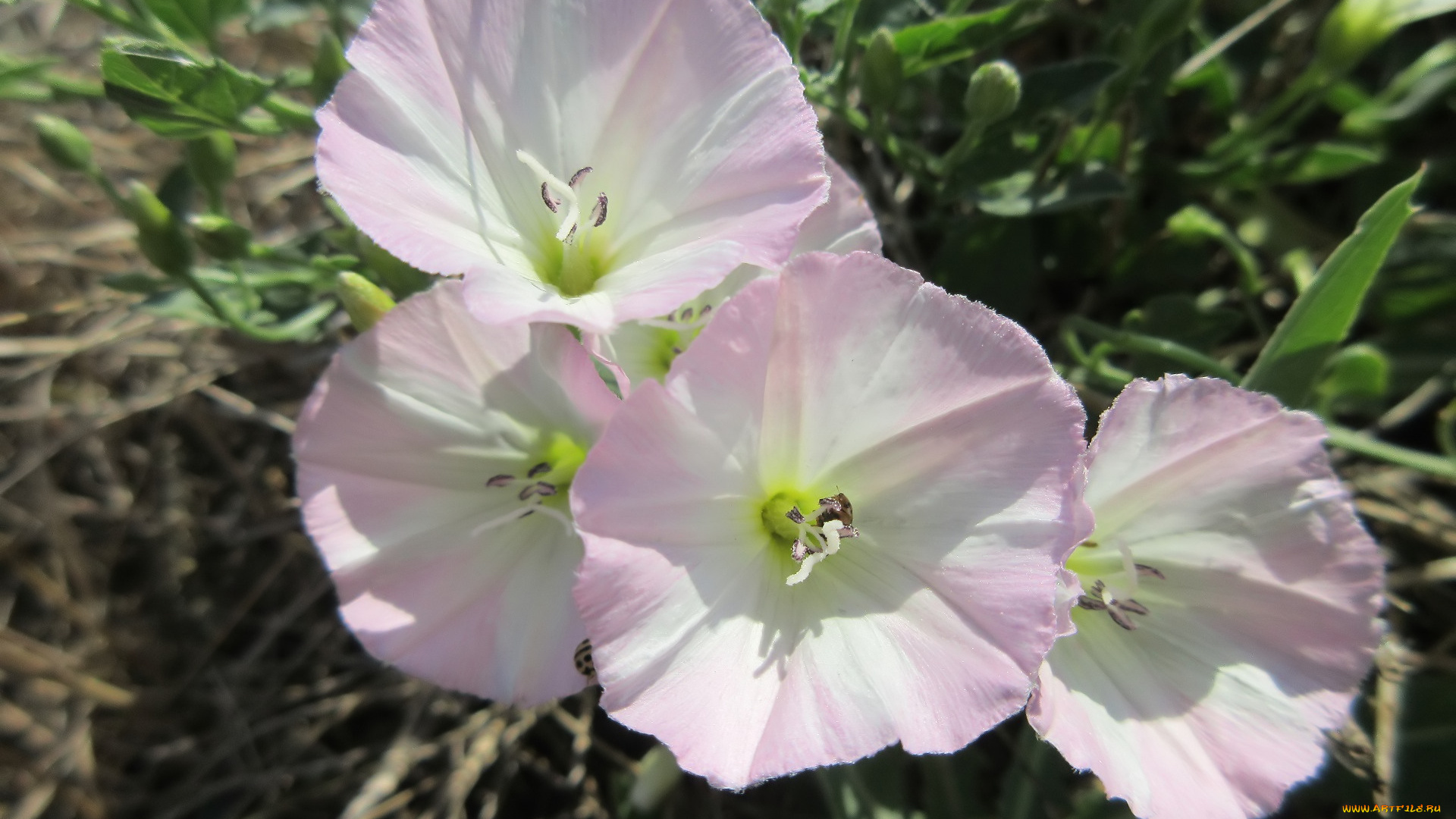 цветы, вьюнки, , ипомеи, берёзка