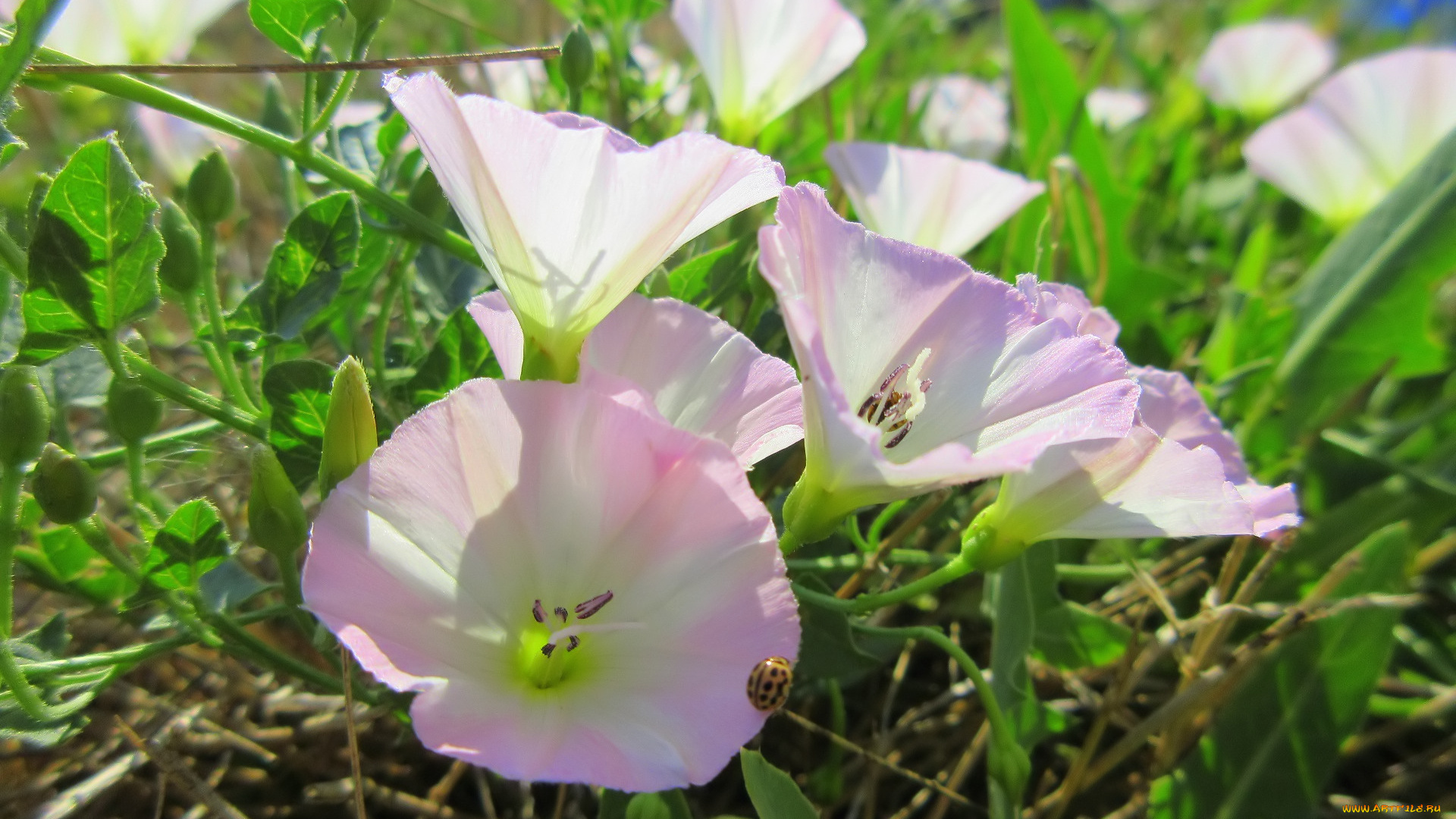 цветы, вьюнки, , ипомеи, берёзка