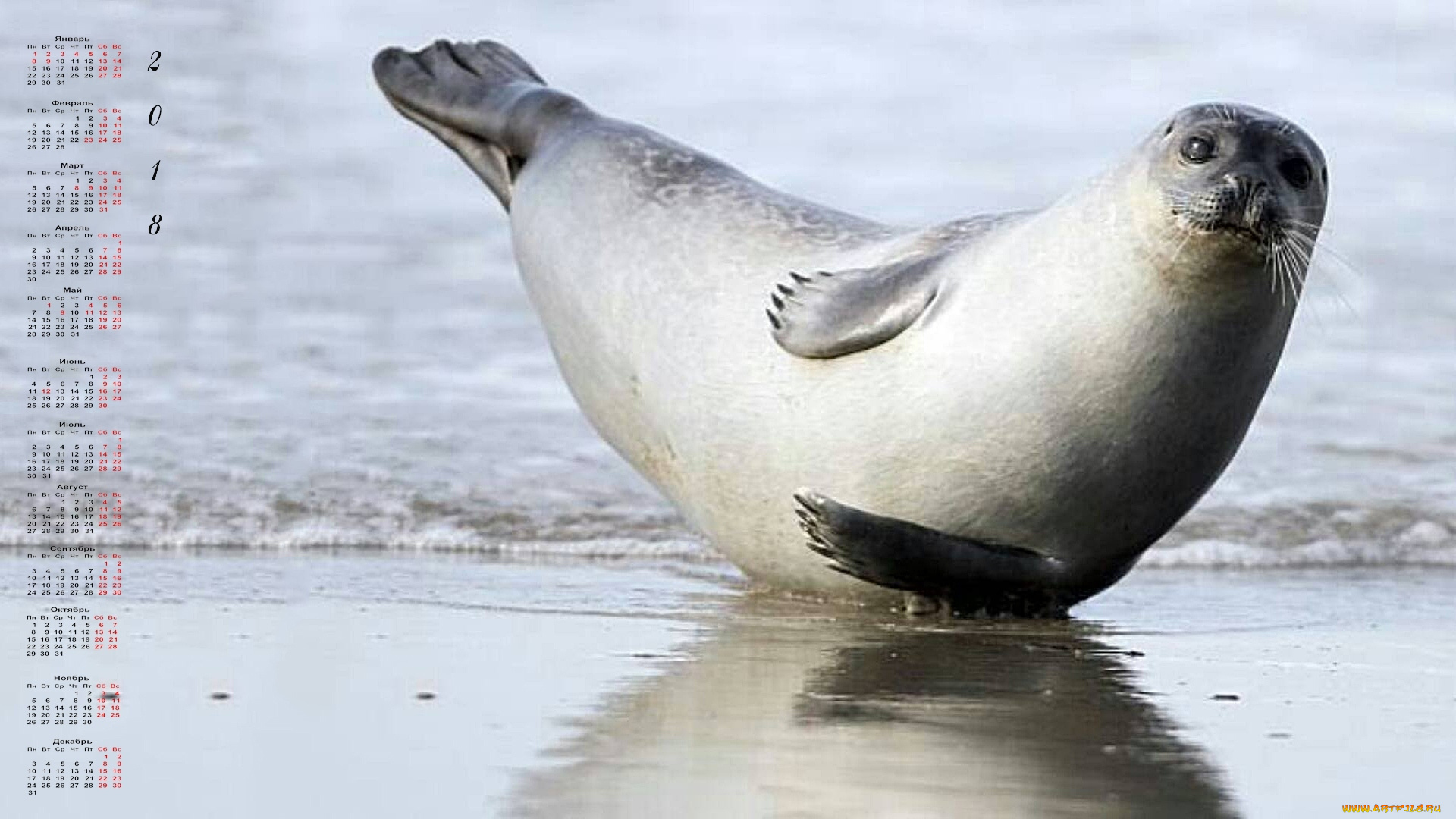 календари, животные, 2018, котик, водоем