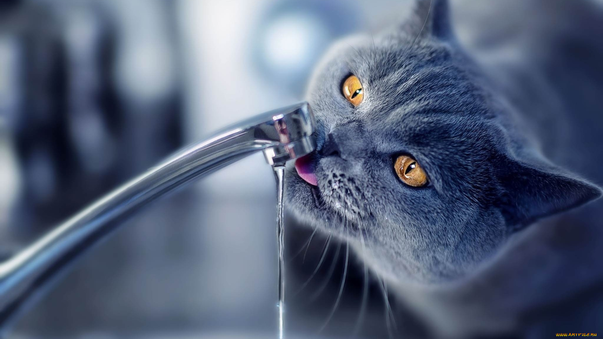 кот, животные, коты, животное