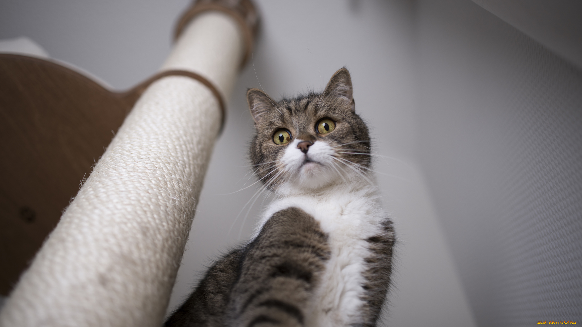 котик, животные, коты