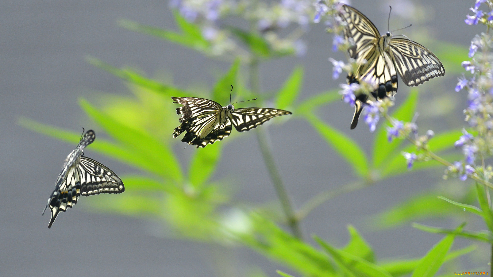 животные, бабочки, , мотыльки, , моли