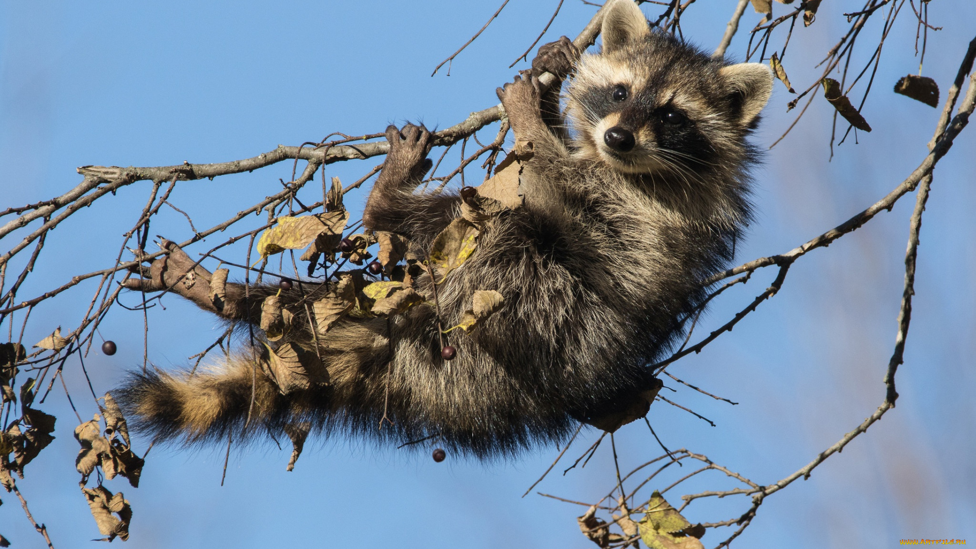 животные, еноты, детёныш, енот, ветки, на, дереве