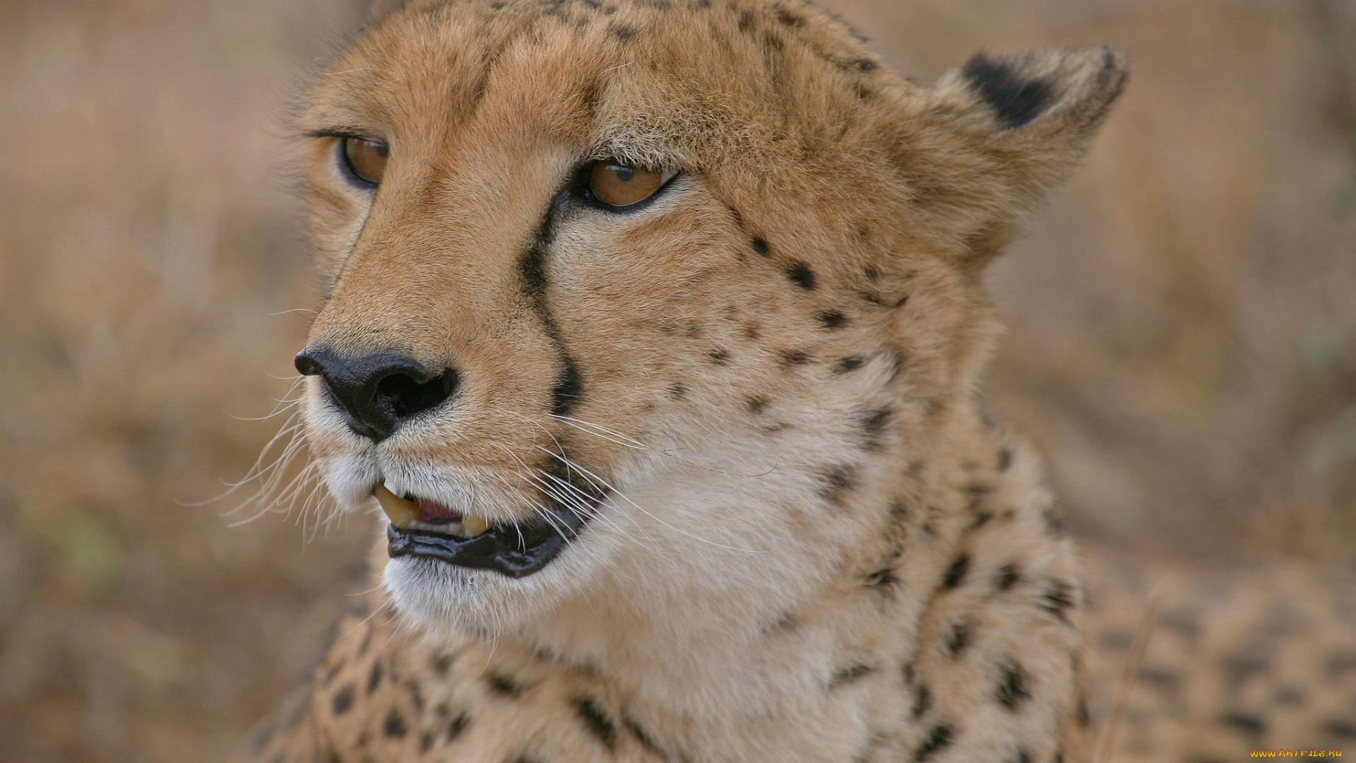 животные, гепарды, гепард