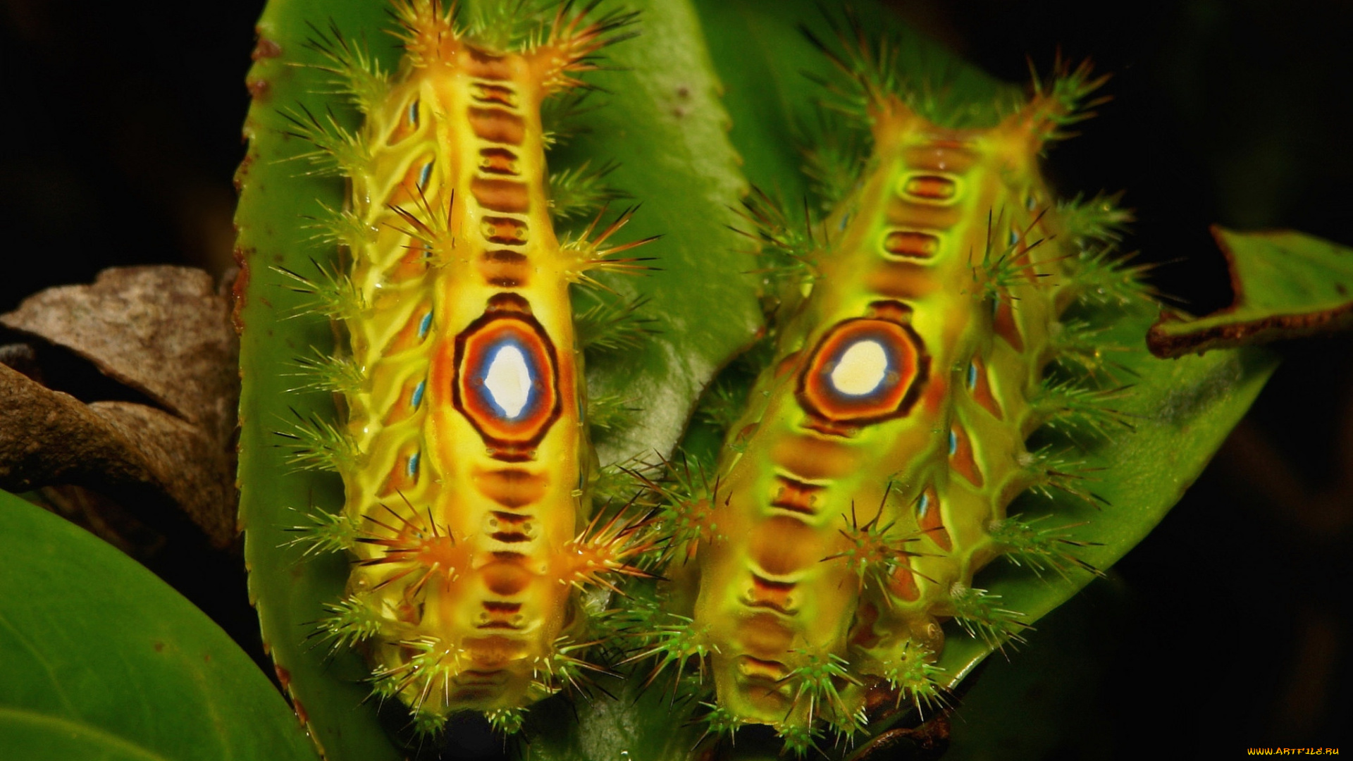 животные, гусеницы