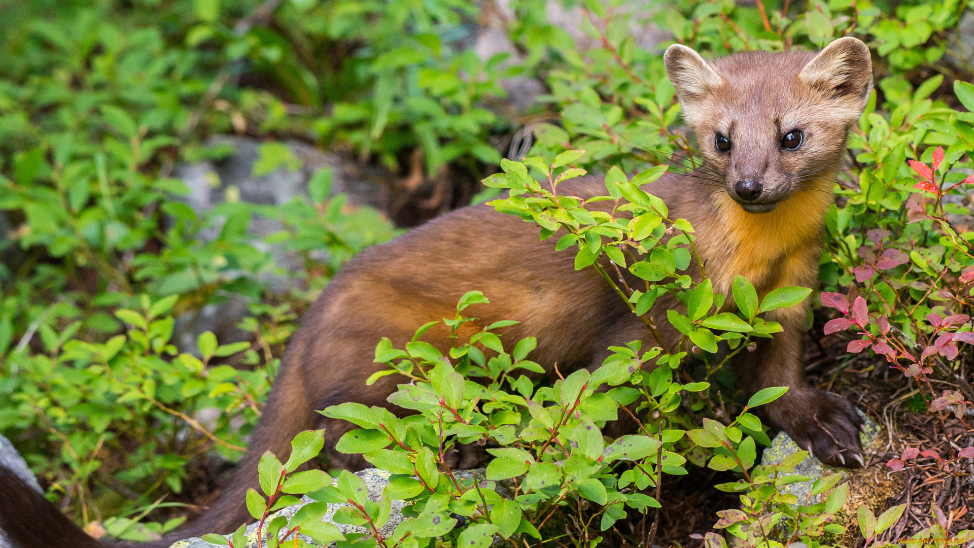 животные, хорьки, , куницы, , горностаи, , ласки, , соболи, зверёк