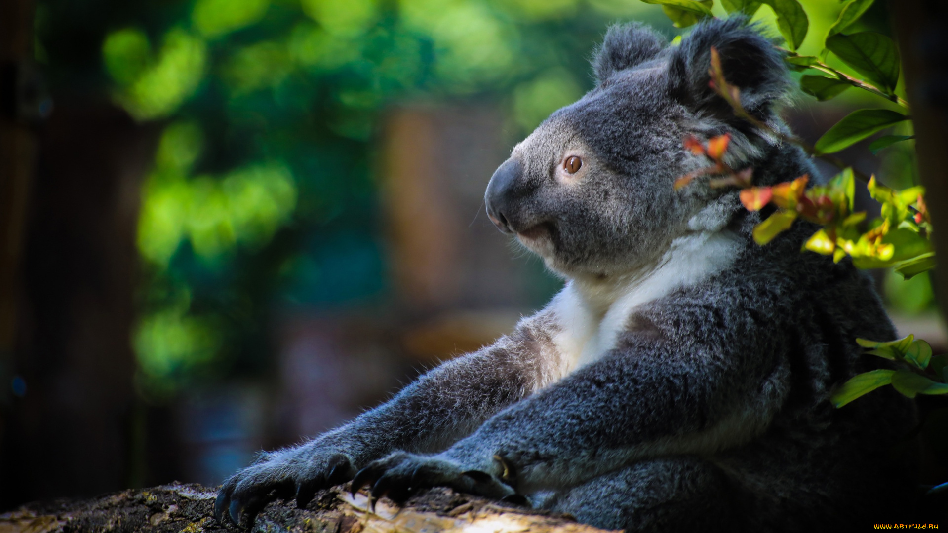 животные, коалы, медвежонок, коала, сумчатый, медведь