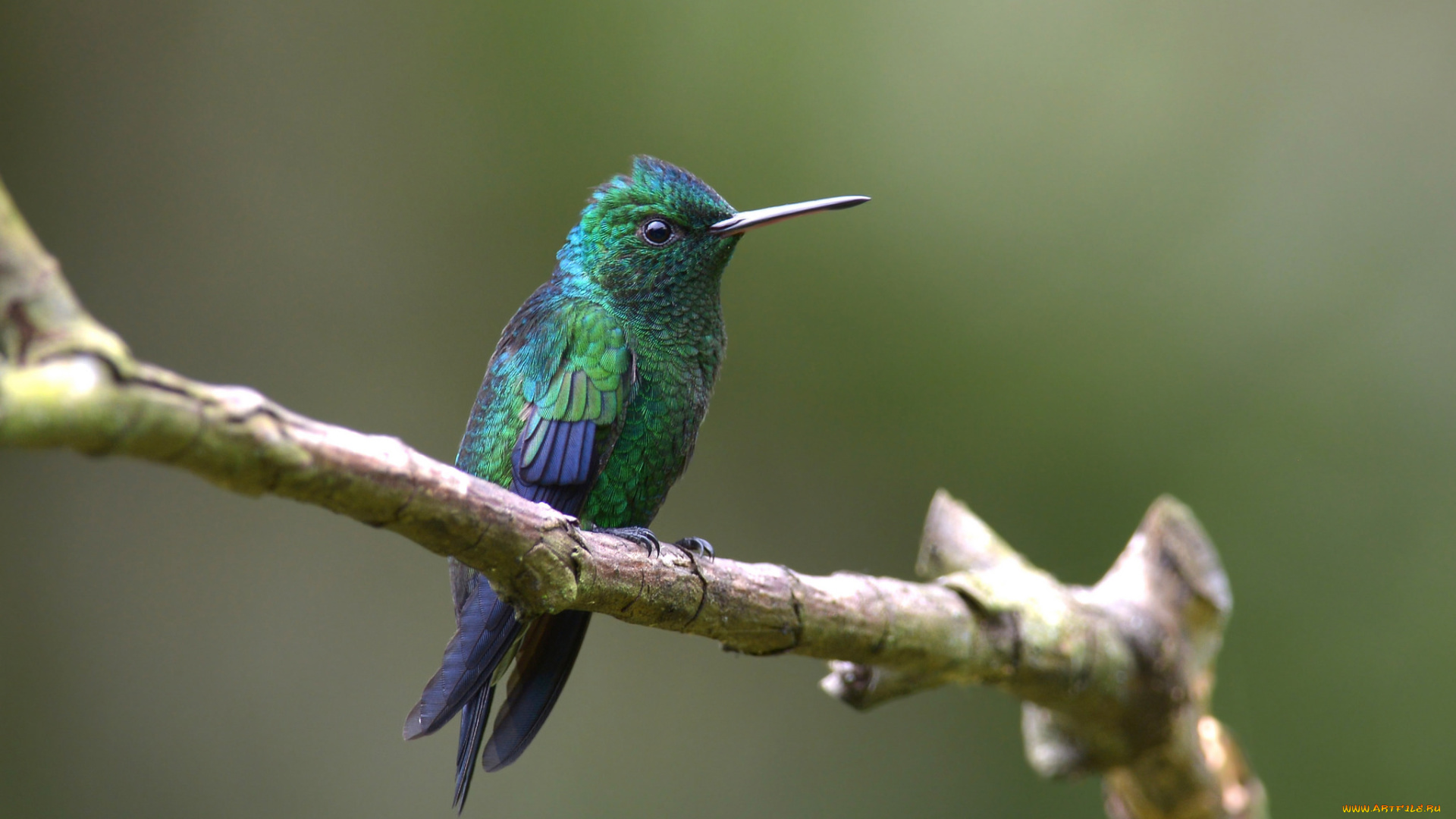 животные, колибри