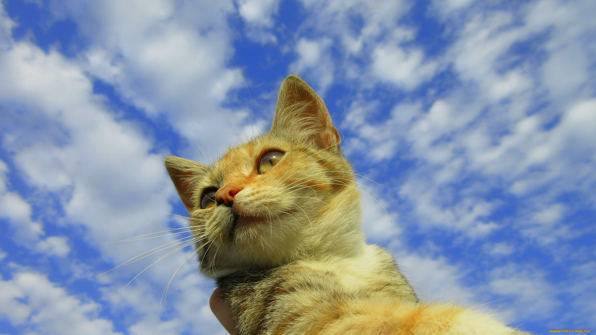 животные, коты, кошка