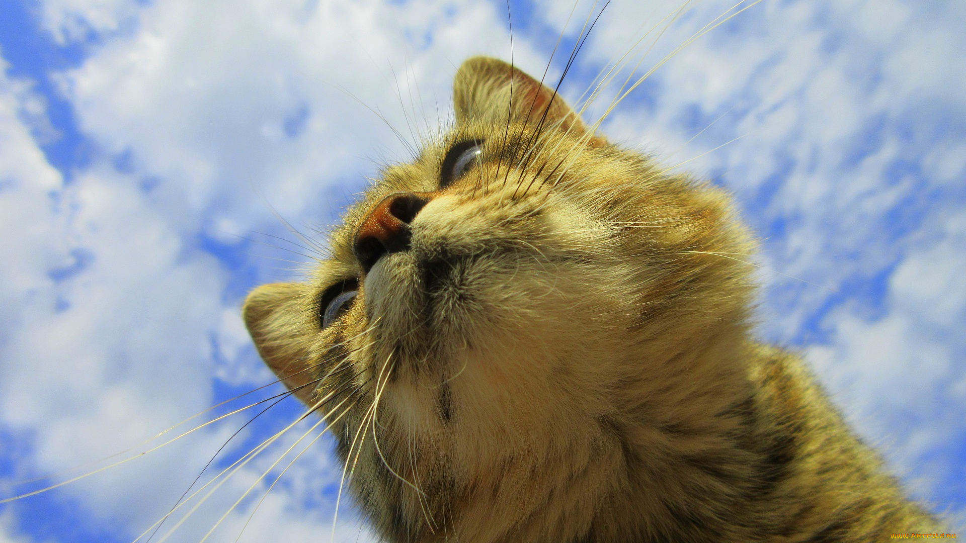 животные, коты, кот