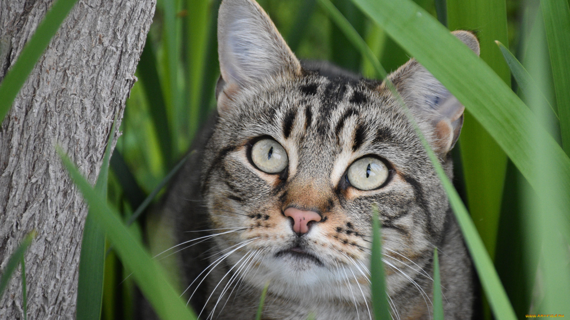 животные, коты, взгляд