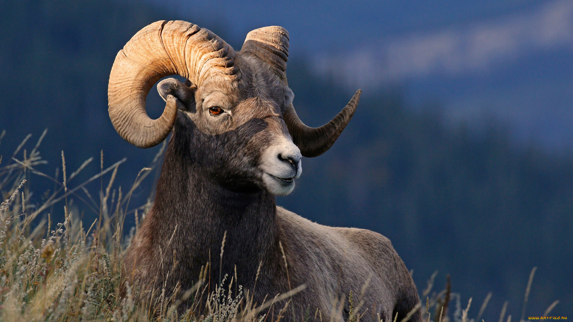 животные, козы, природа, трава, рога, пустынный, толсторог