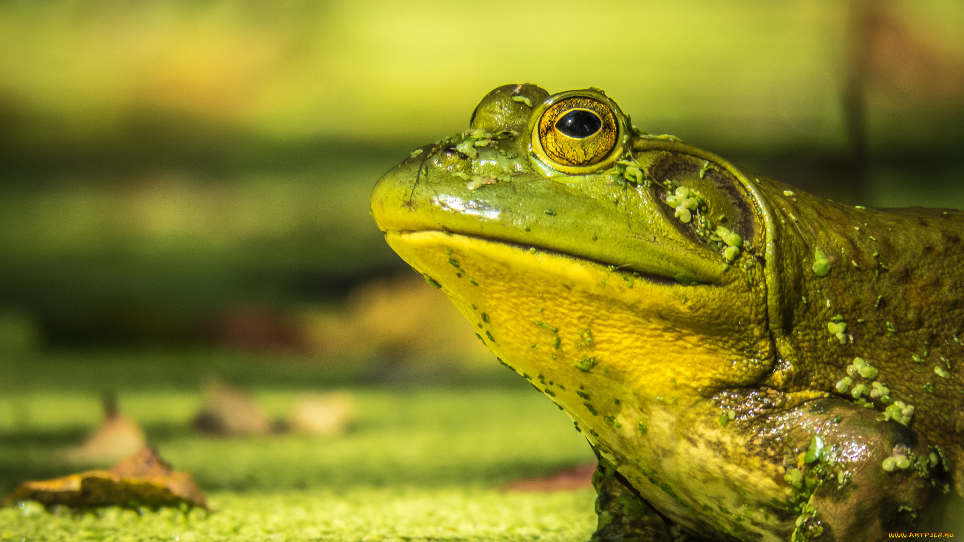 животные, лягушки, лягушка