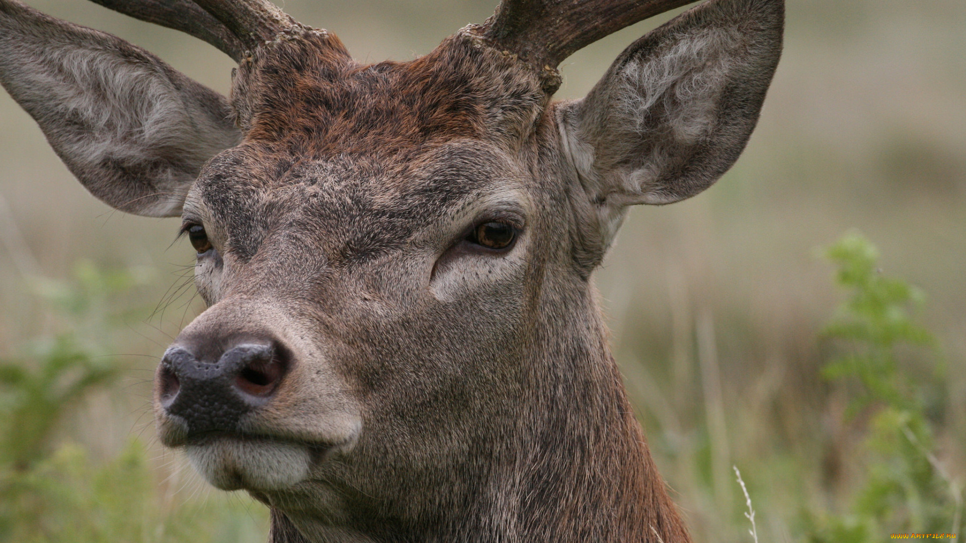 животные, олени, олень