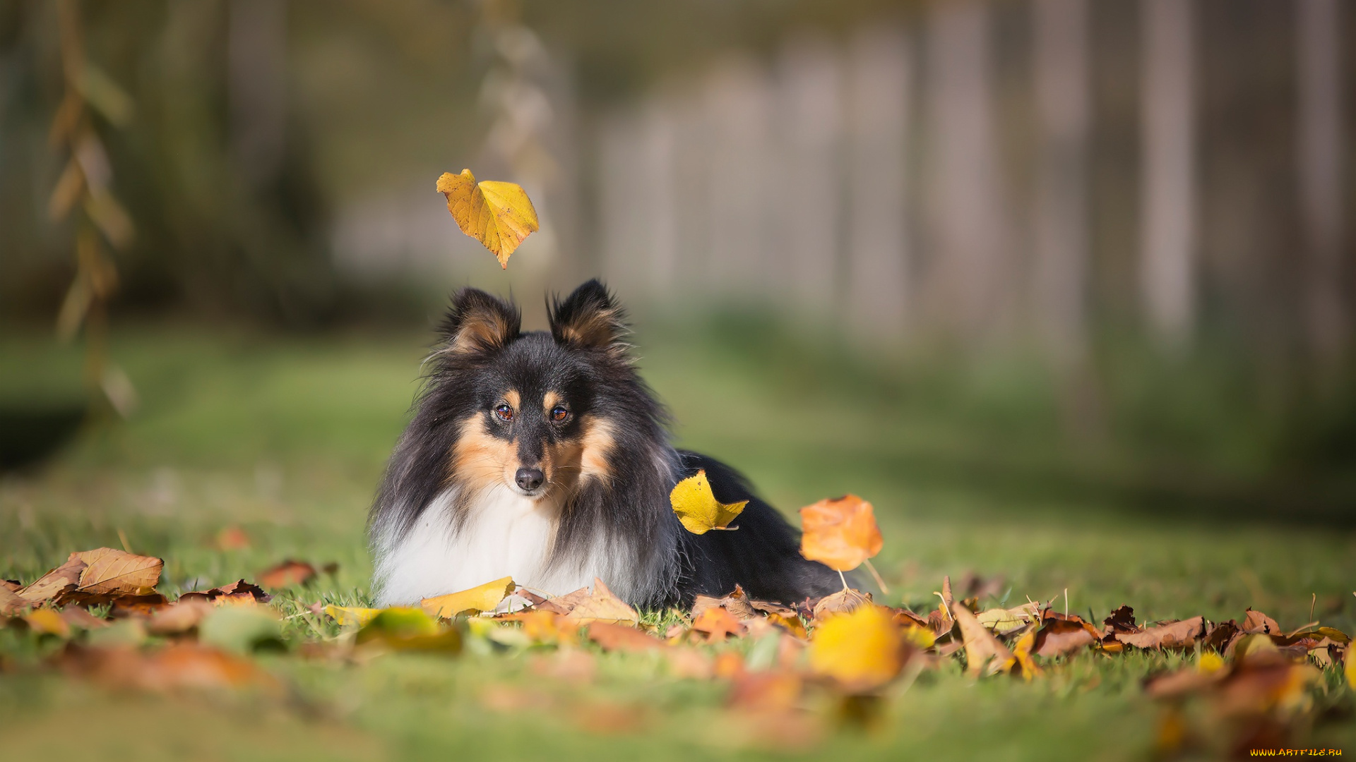животные, собаки, листья, осень