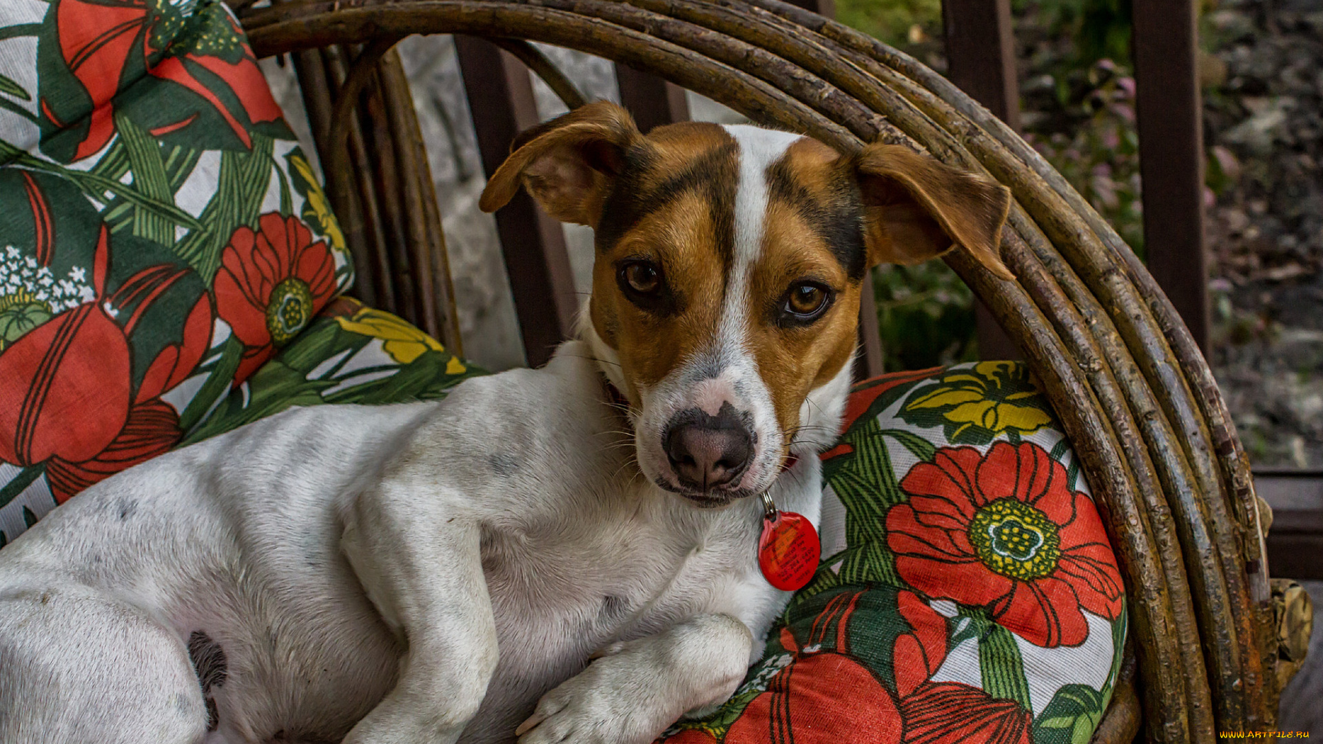 животные, собаки, собака