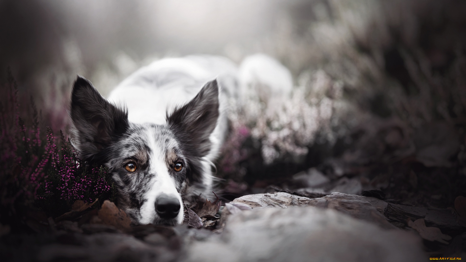животные, собаки, вереск, боке, взгляд, собака