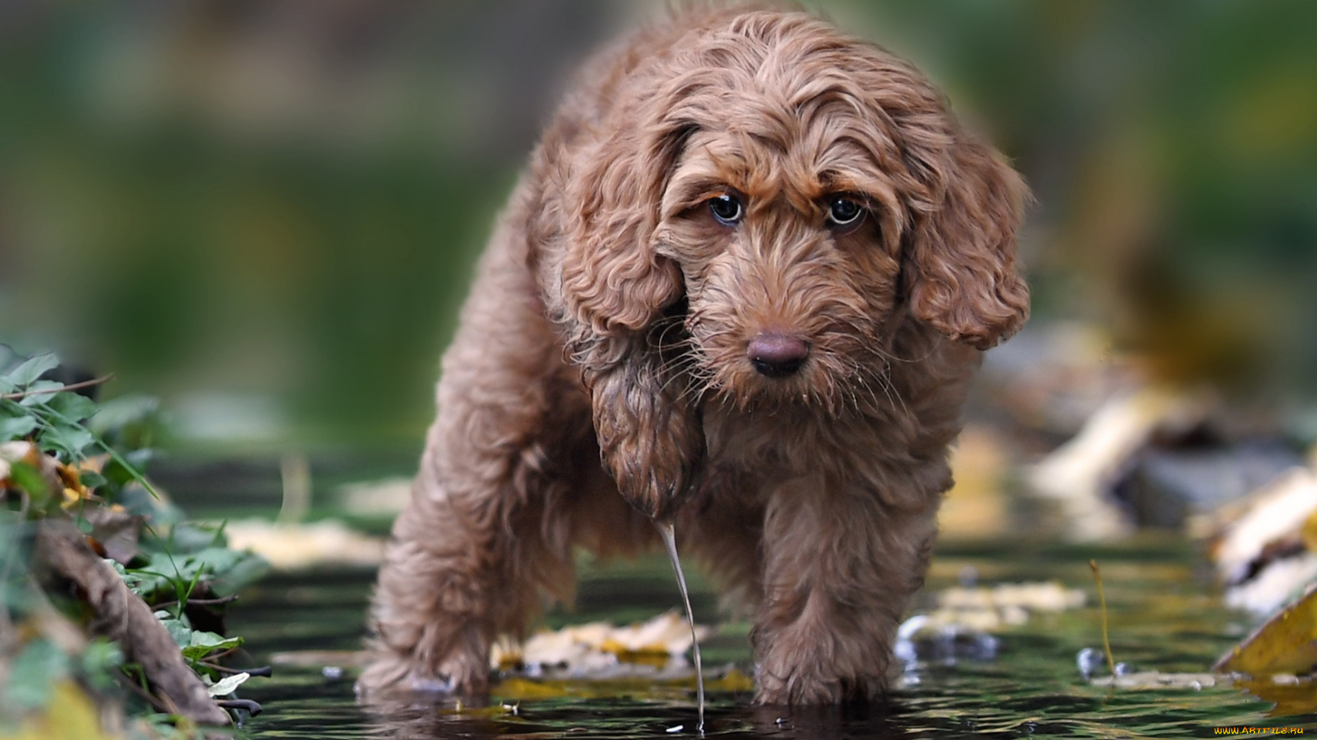 животные, собаки, вода, взгляд, собака