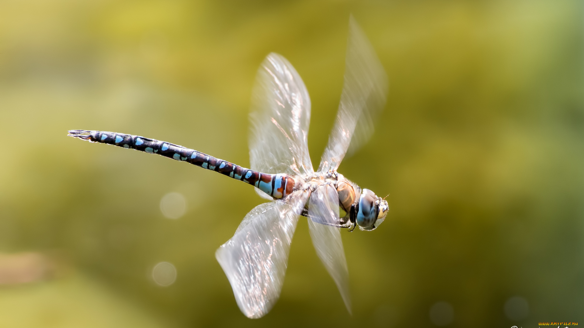 животные, стрекозы, стрекоза