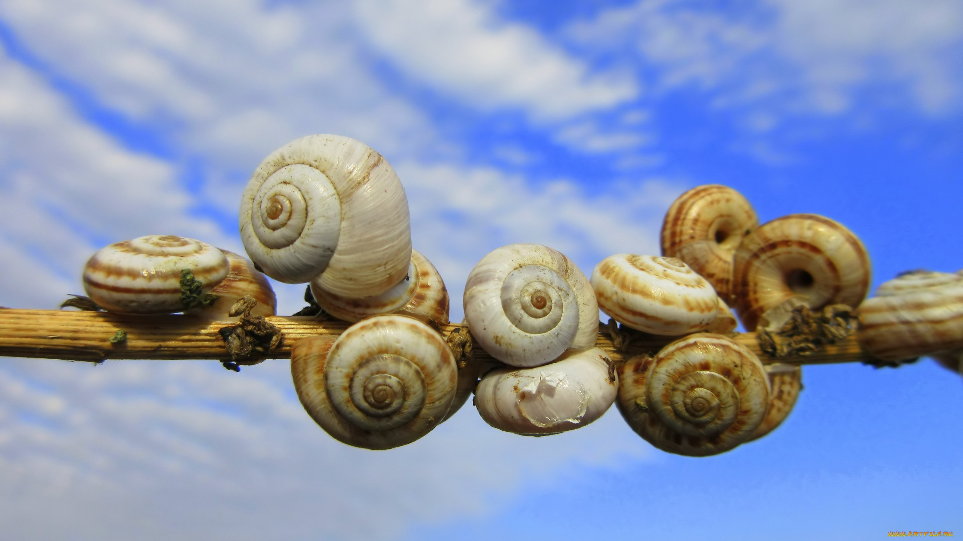 животные, улитки