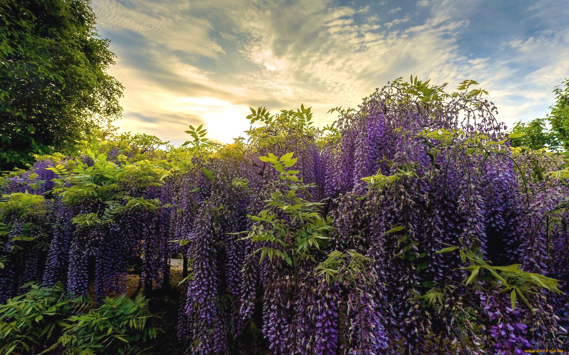 цветы, глициния, вистерия