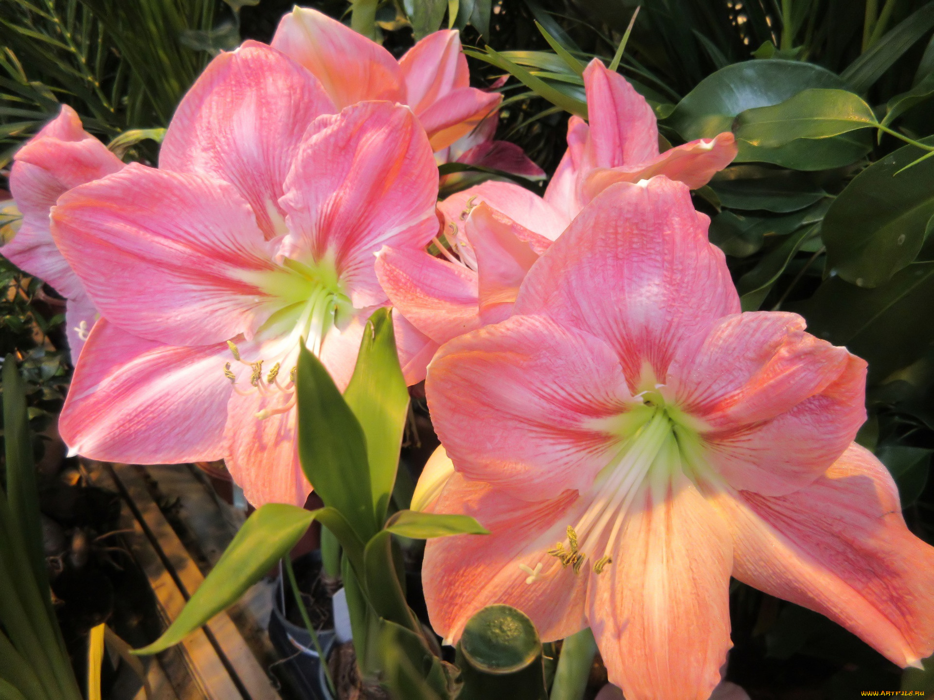 цветы, амариллисы, , гиппеаструмы, аммарилисы