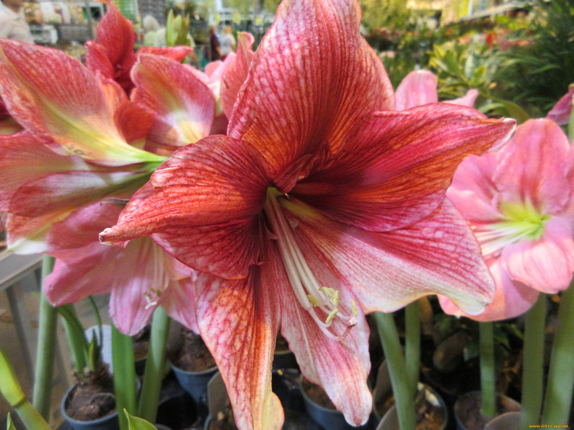 цветы, амариллисы, , гиппеаструмы, розовые