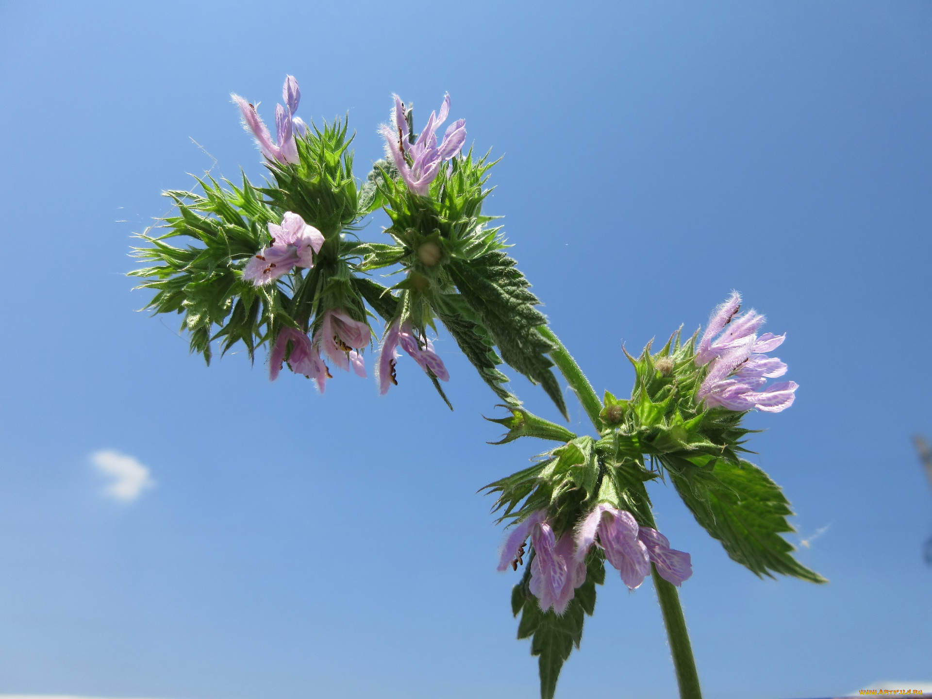 цветы, луговые, , полевые, , цветы, макро