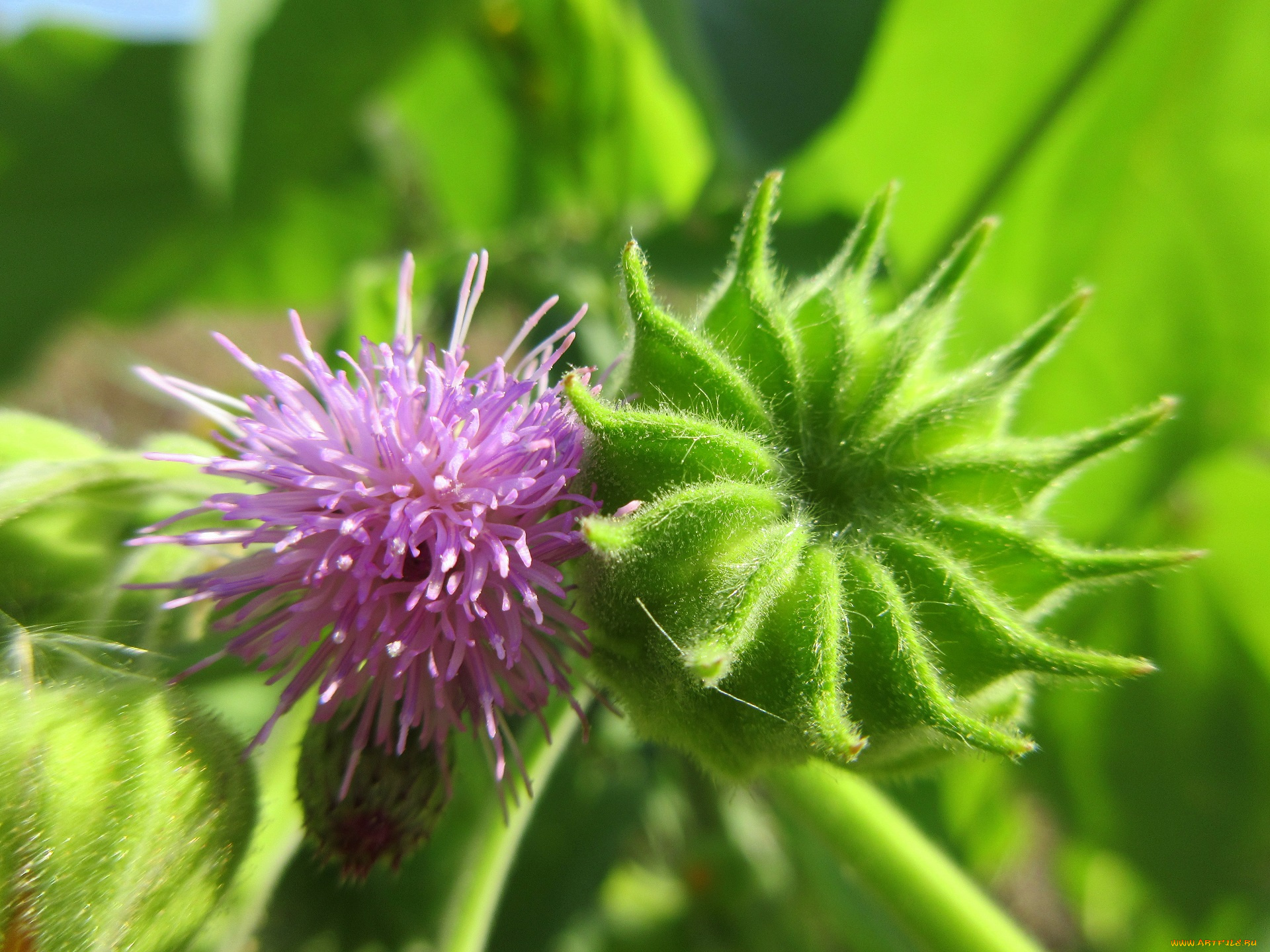 цветы, луговые, , полевые, , цветы, макро