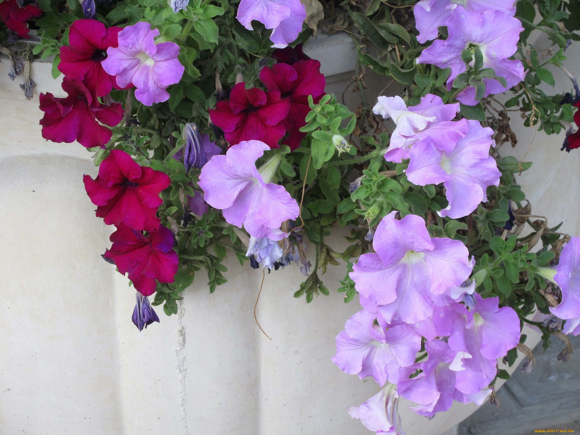 цветы, петунии, , калибрахоа