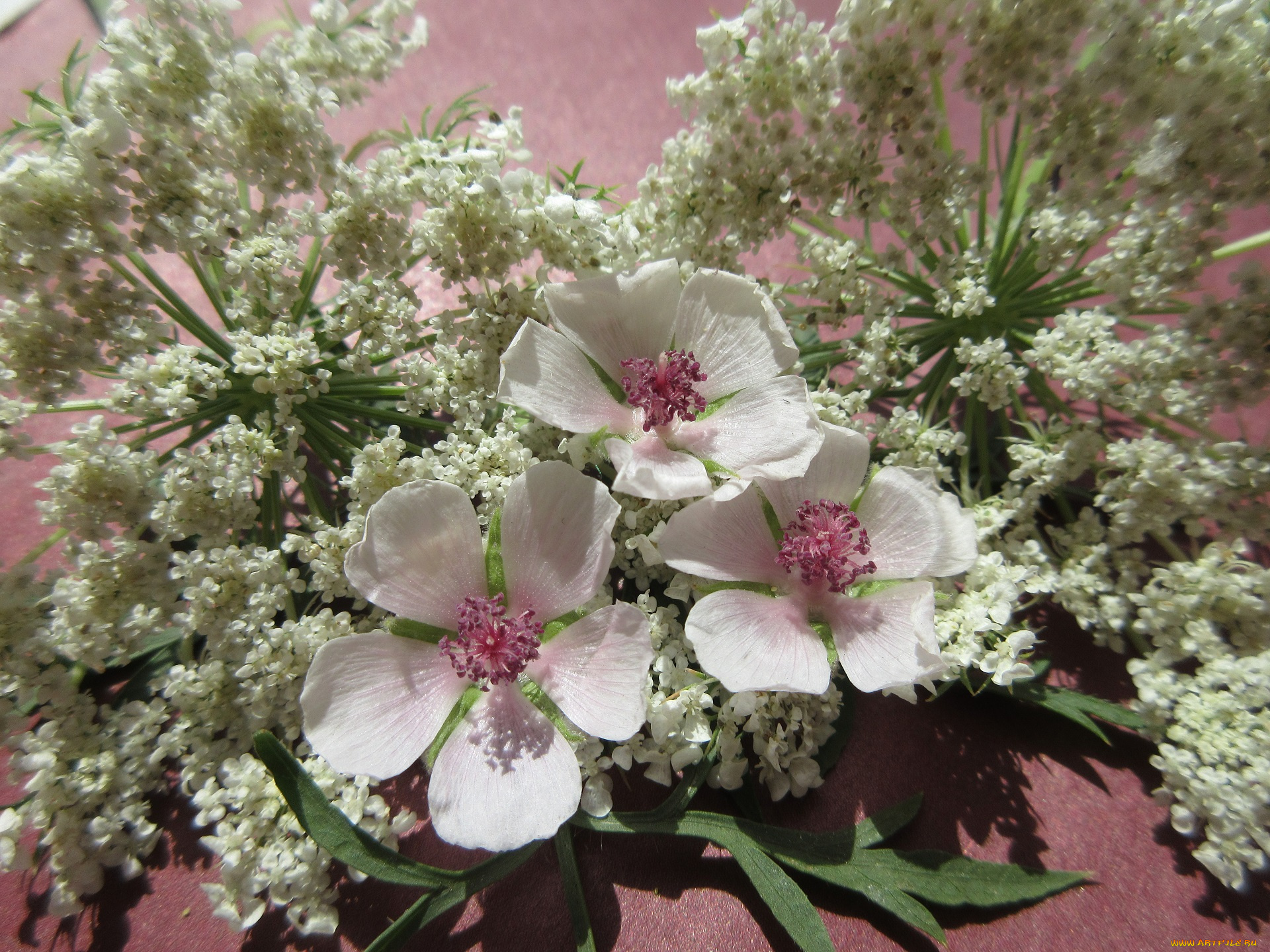 цветы, разные, вместе, полевые