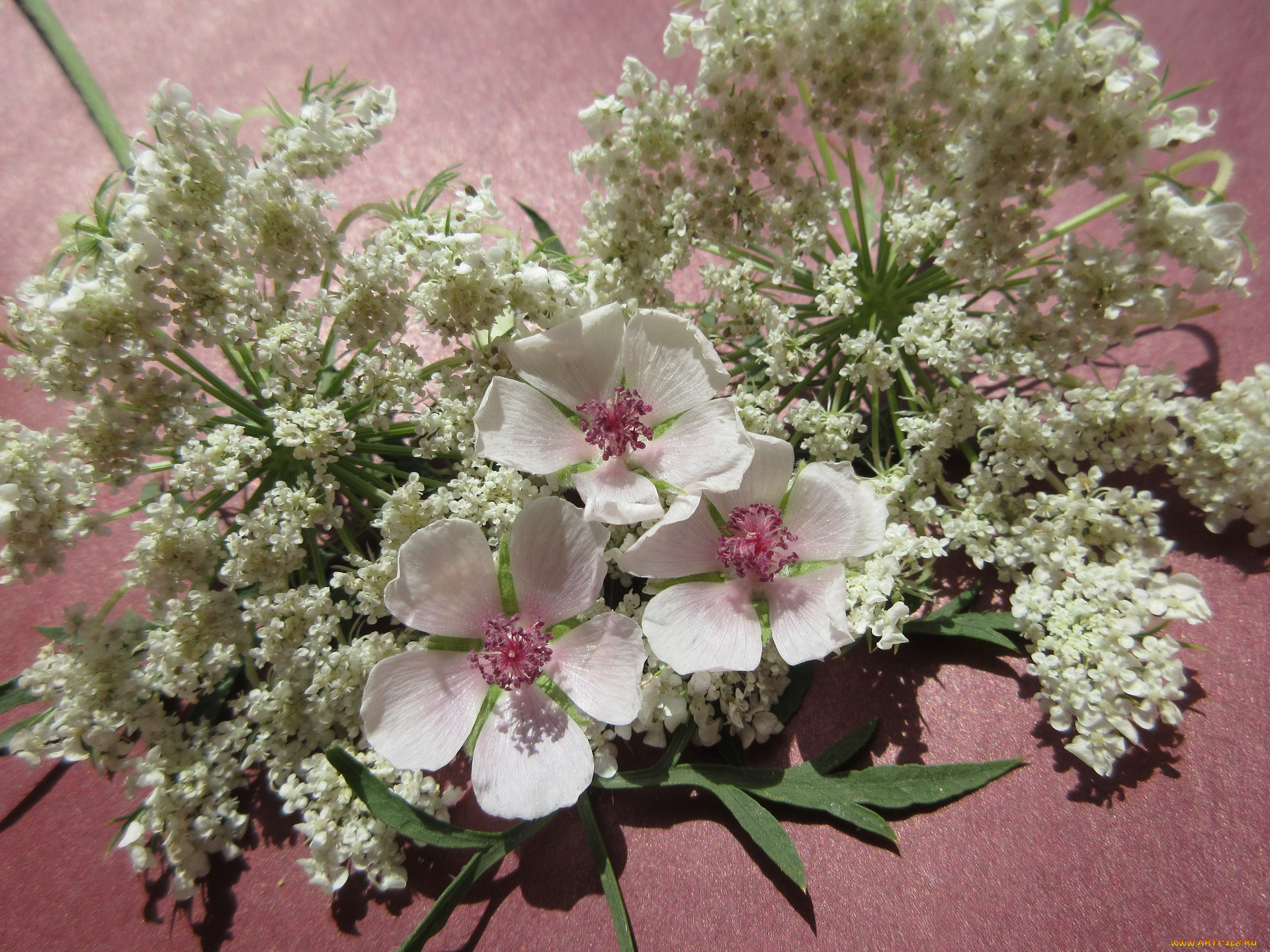 цветы, разные, вместе, полевые, разные