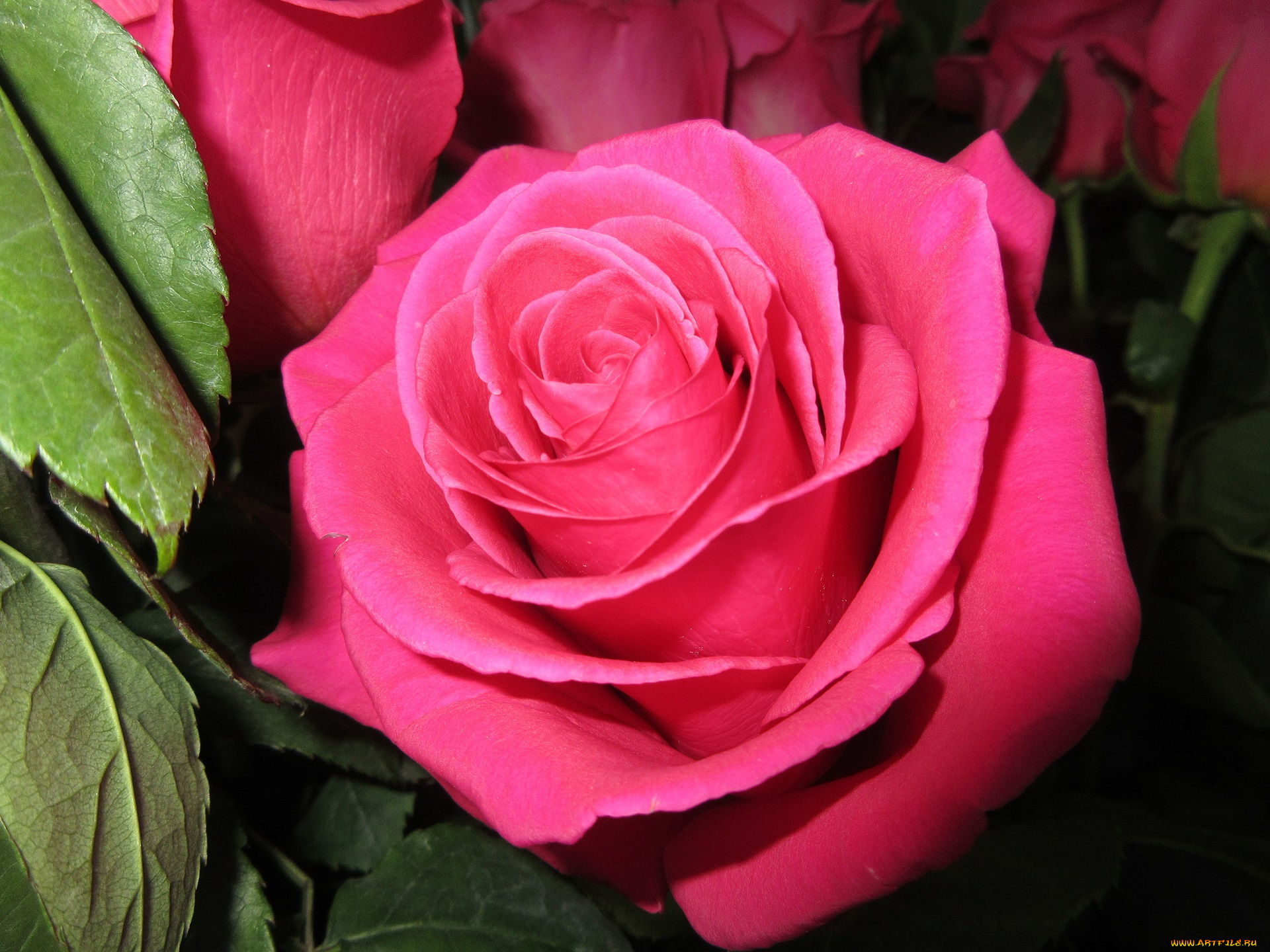 цветы, розы, роза