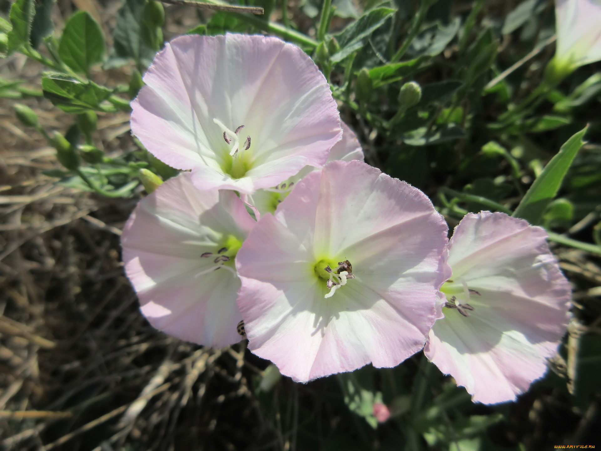 цветы, вьюнки, , ипомеи, берёзка