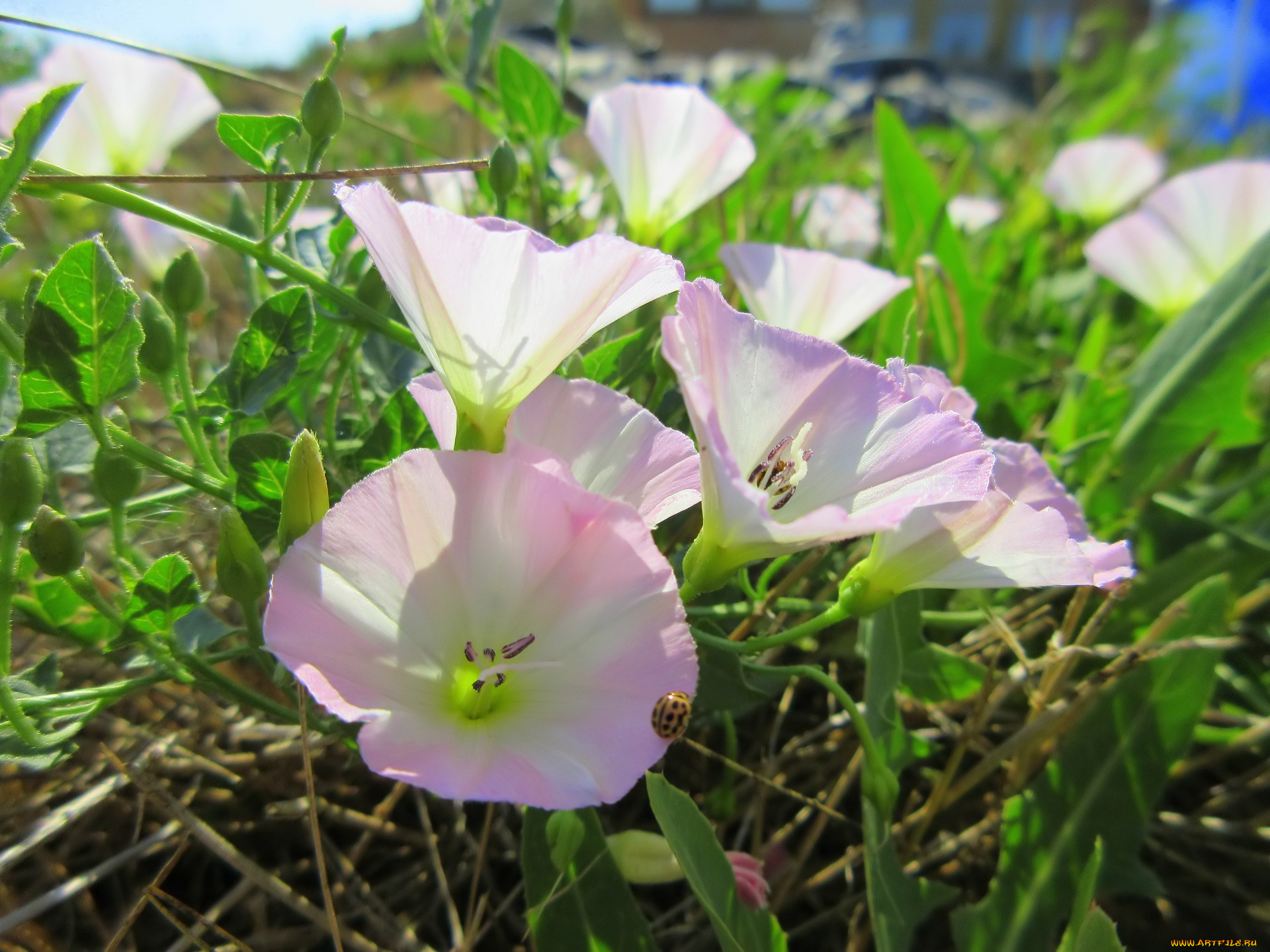 цветы, вьюнки, , ипомеи, берёзка