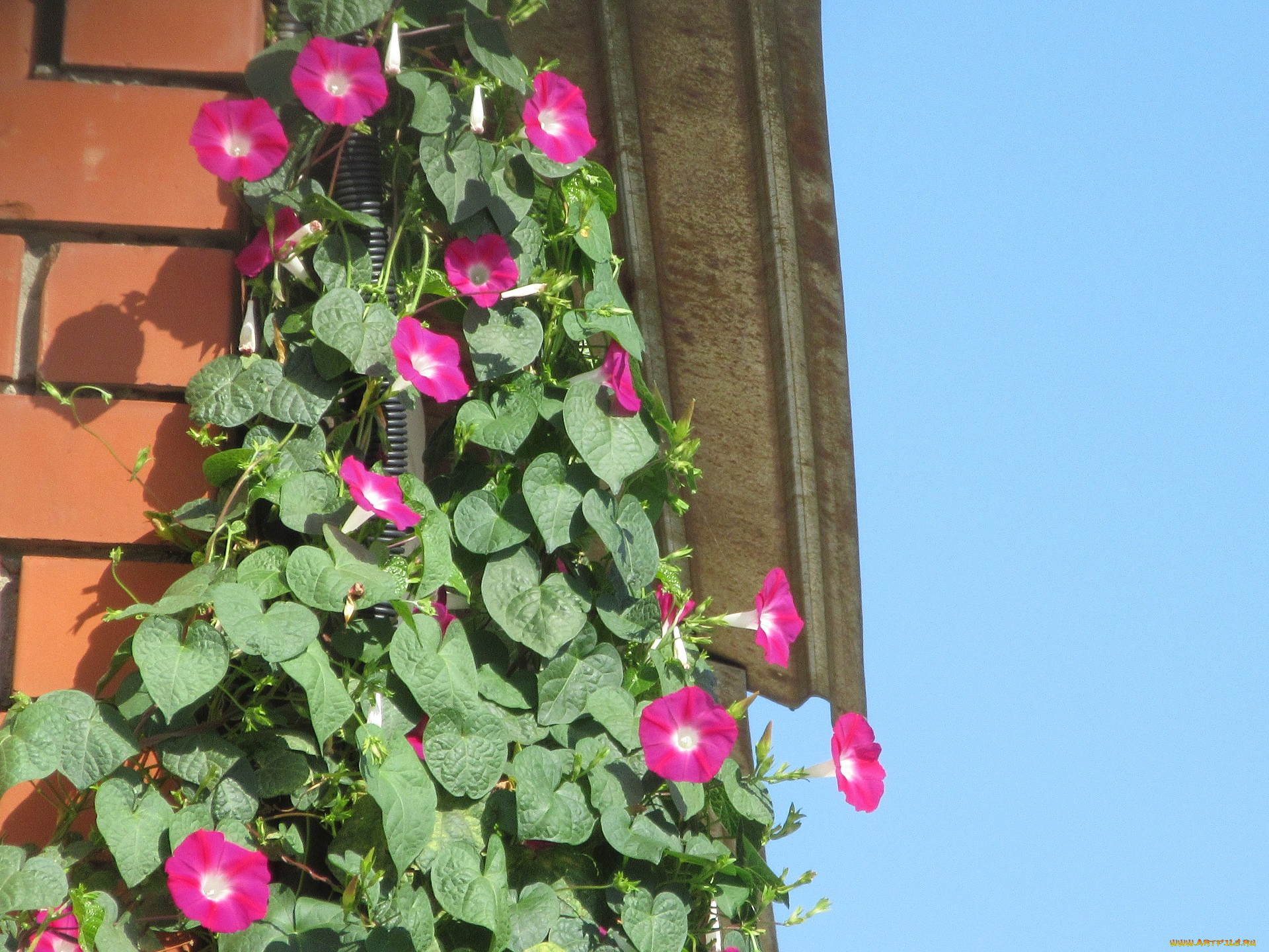 цветы, вьюнки, , ипомеи, вьюнок