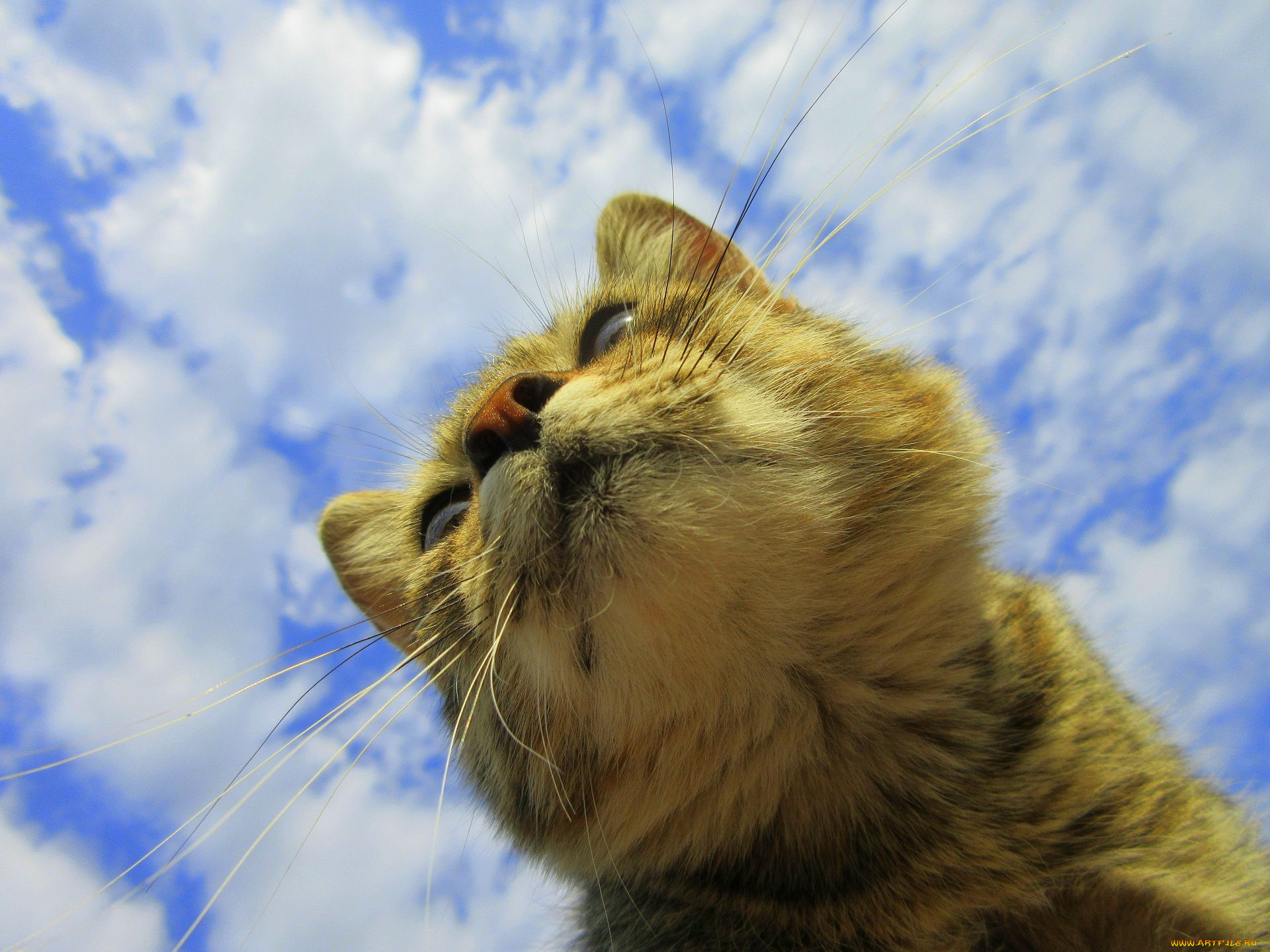 животные, коты, кот