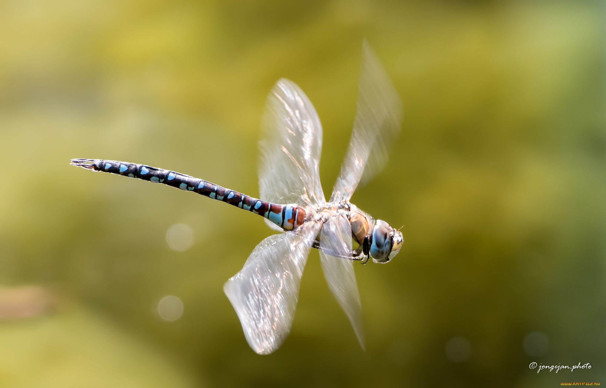 животные, стрекозы, стрекоза