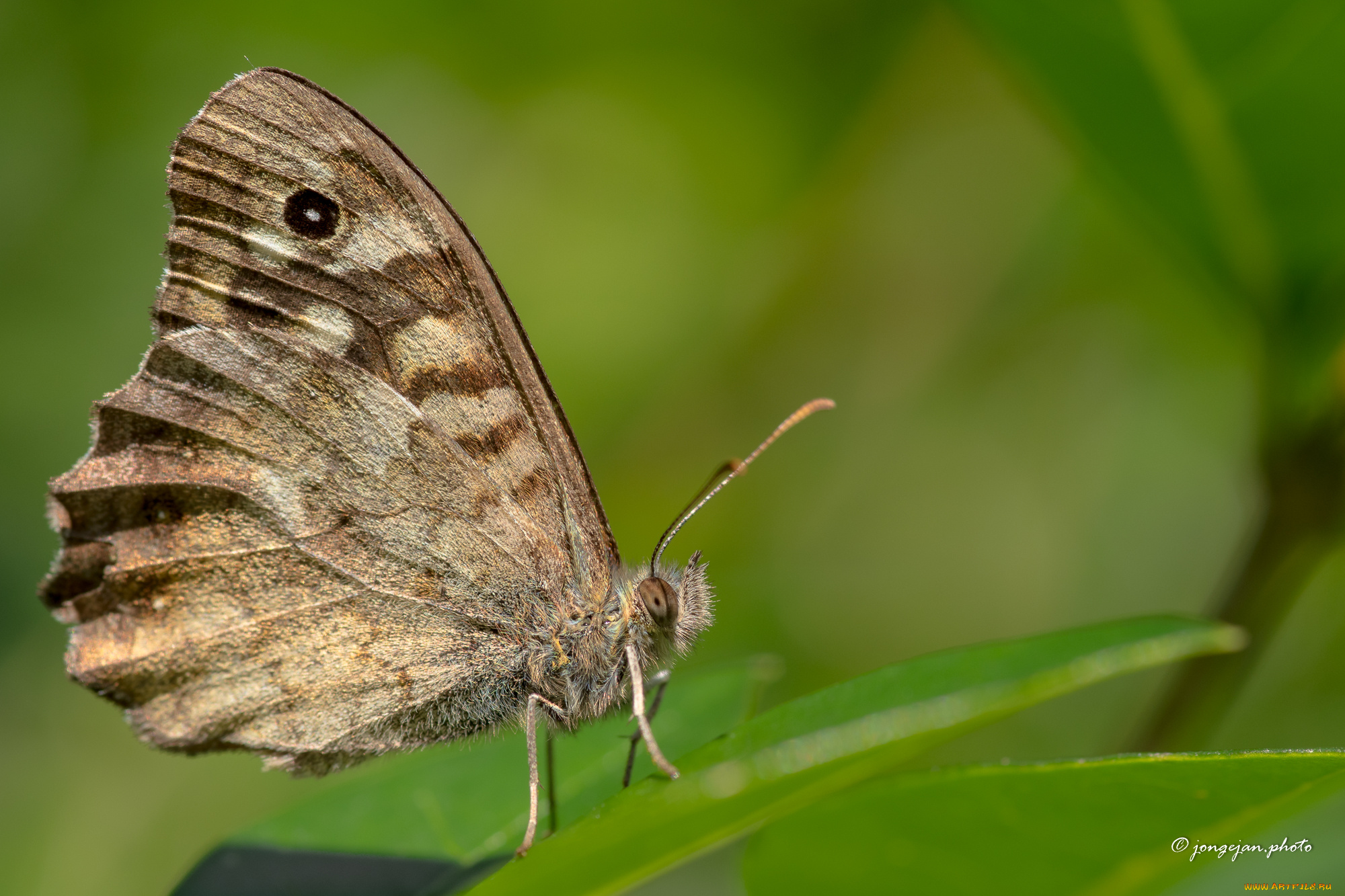 животные, бабочки, , мотыльки, , моли, макро