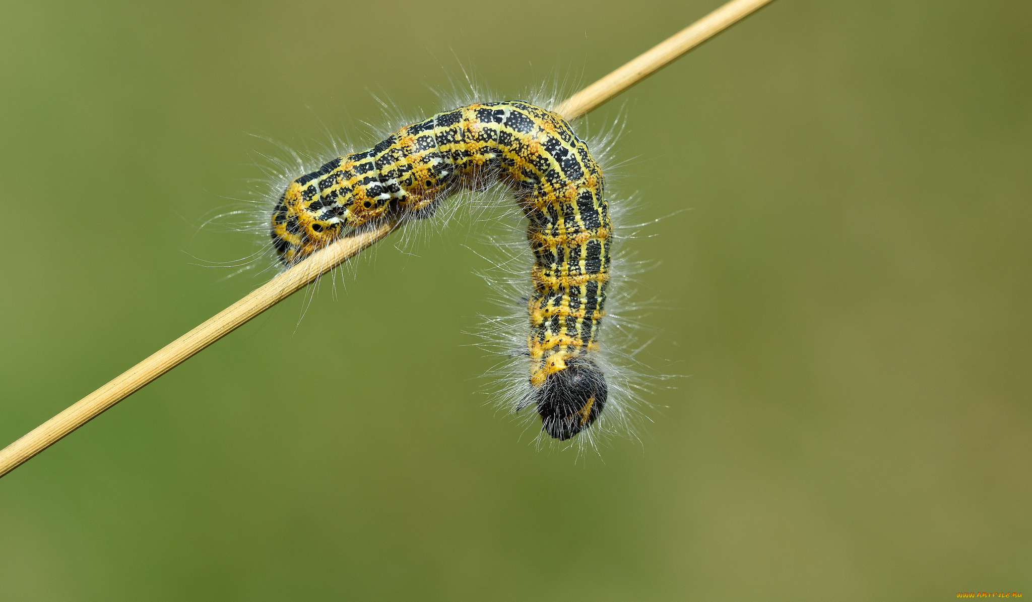 животные, гусеницы, гусеница