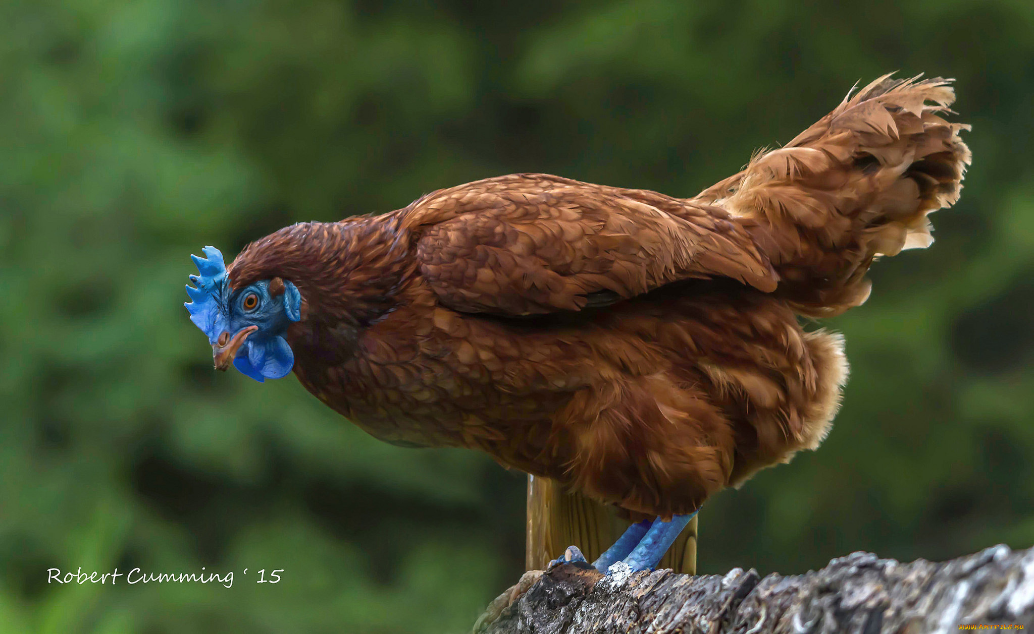 животные, куры, , петухи, курица