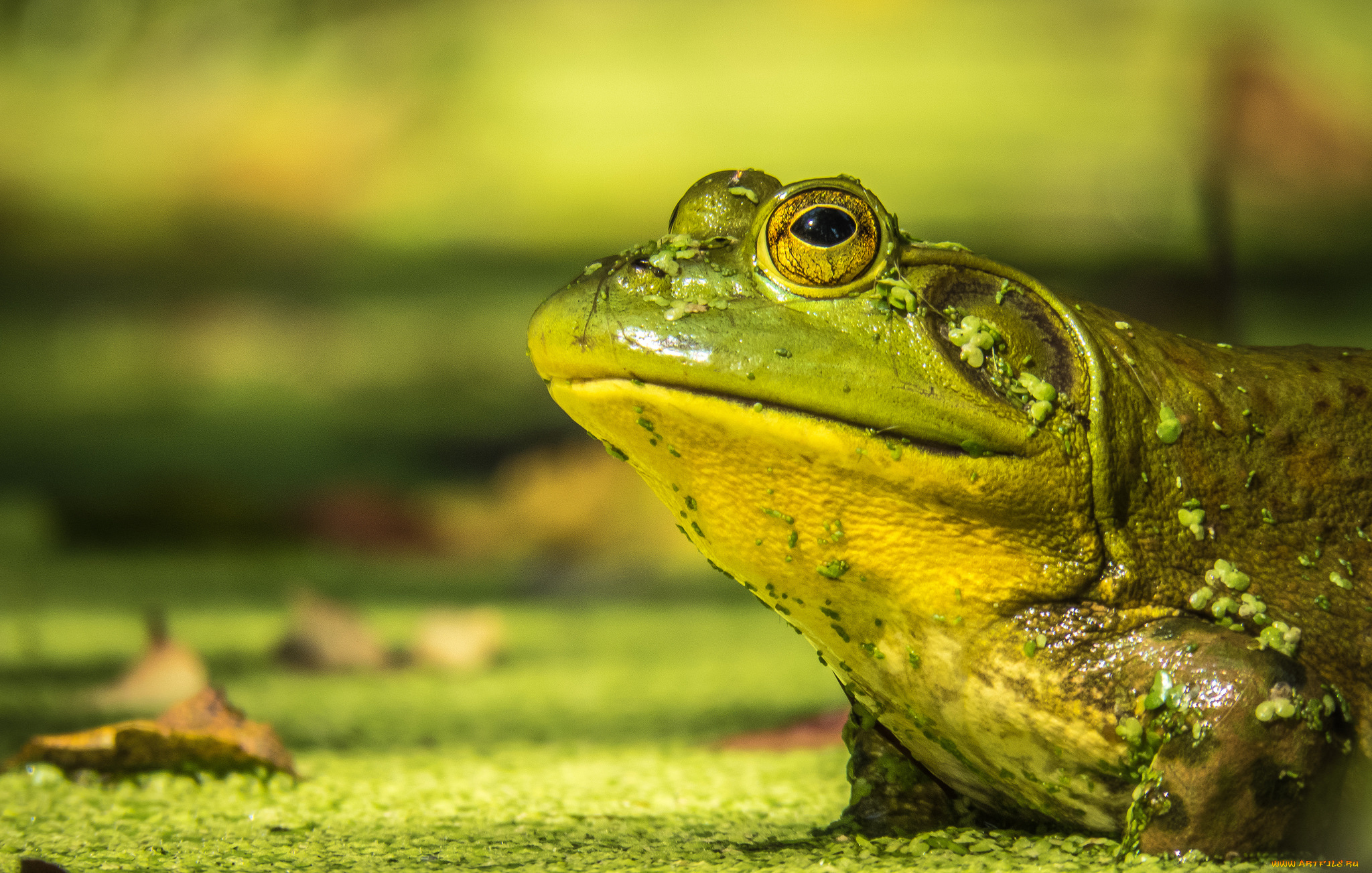 животные, лягушки, лягушка