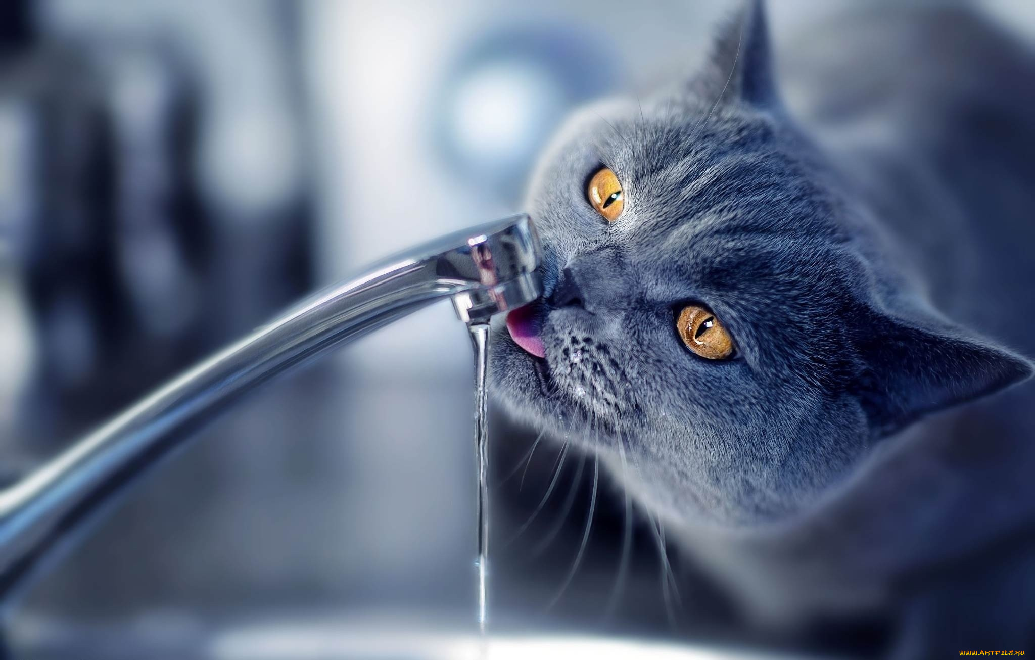 кот, животные, коты, животное