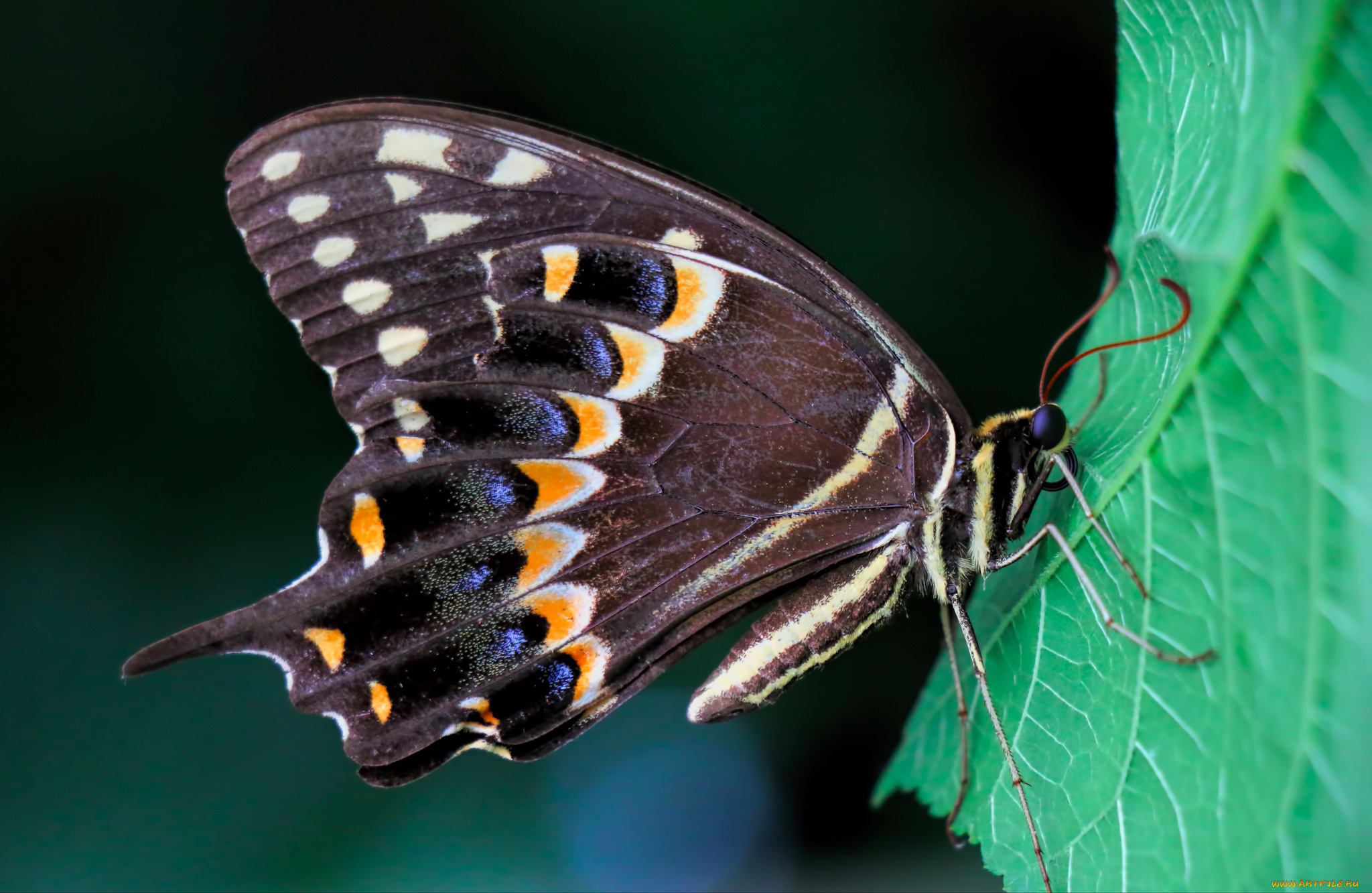 животные, бабочки, , мотыльки, , моли, макро