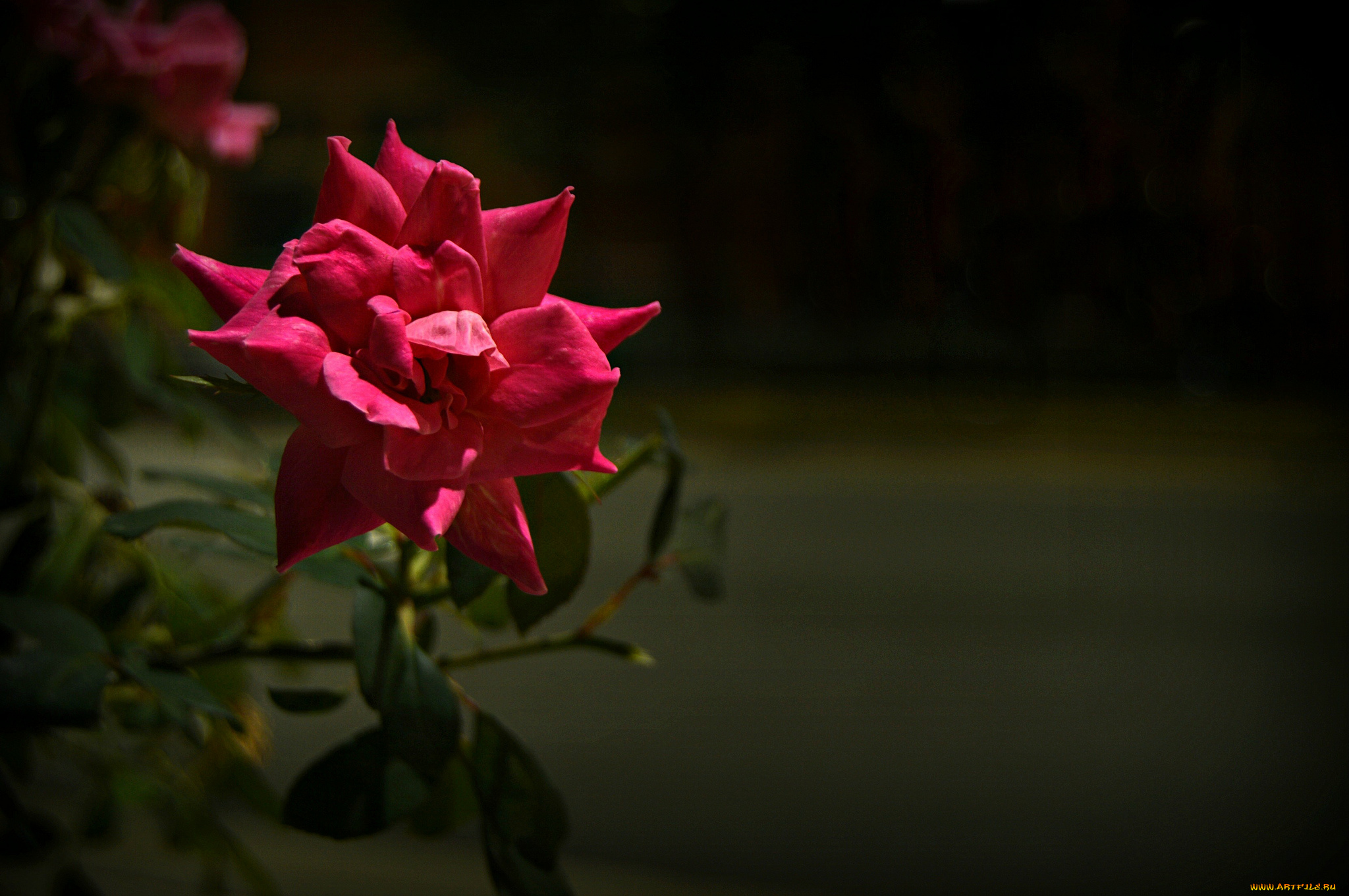 цветы, розы, роза